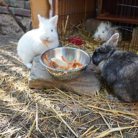Huette Mit Herz Im Harz Apartman Meisdorf Kültér fotó